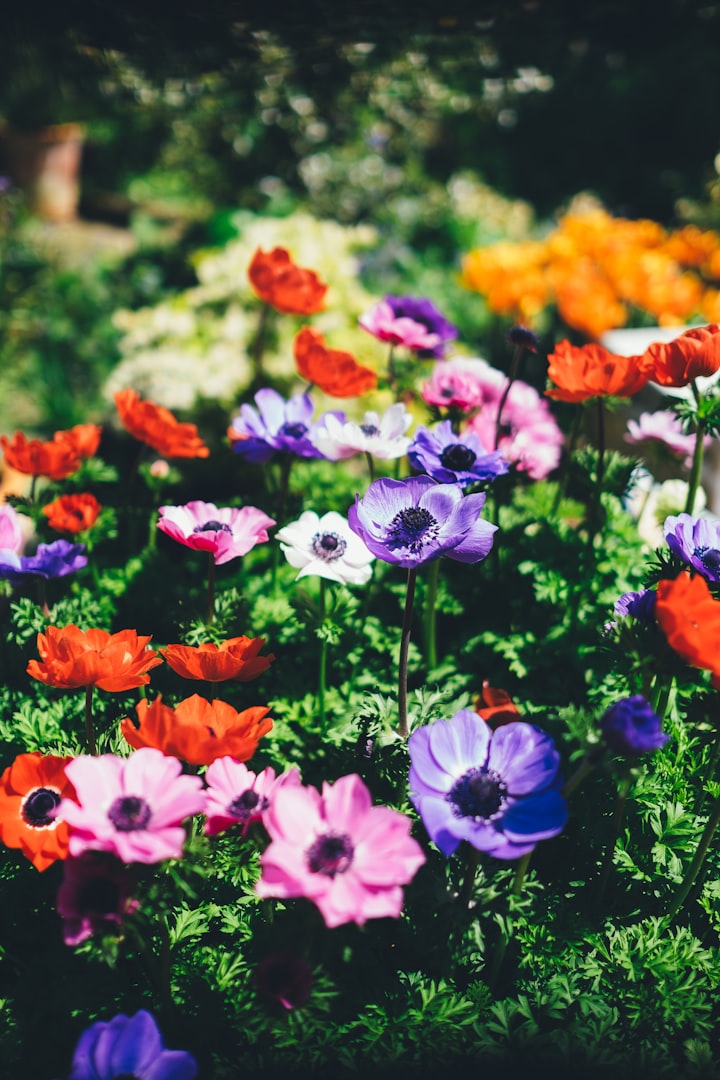 Blomster (stock image)