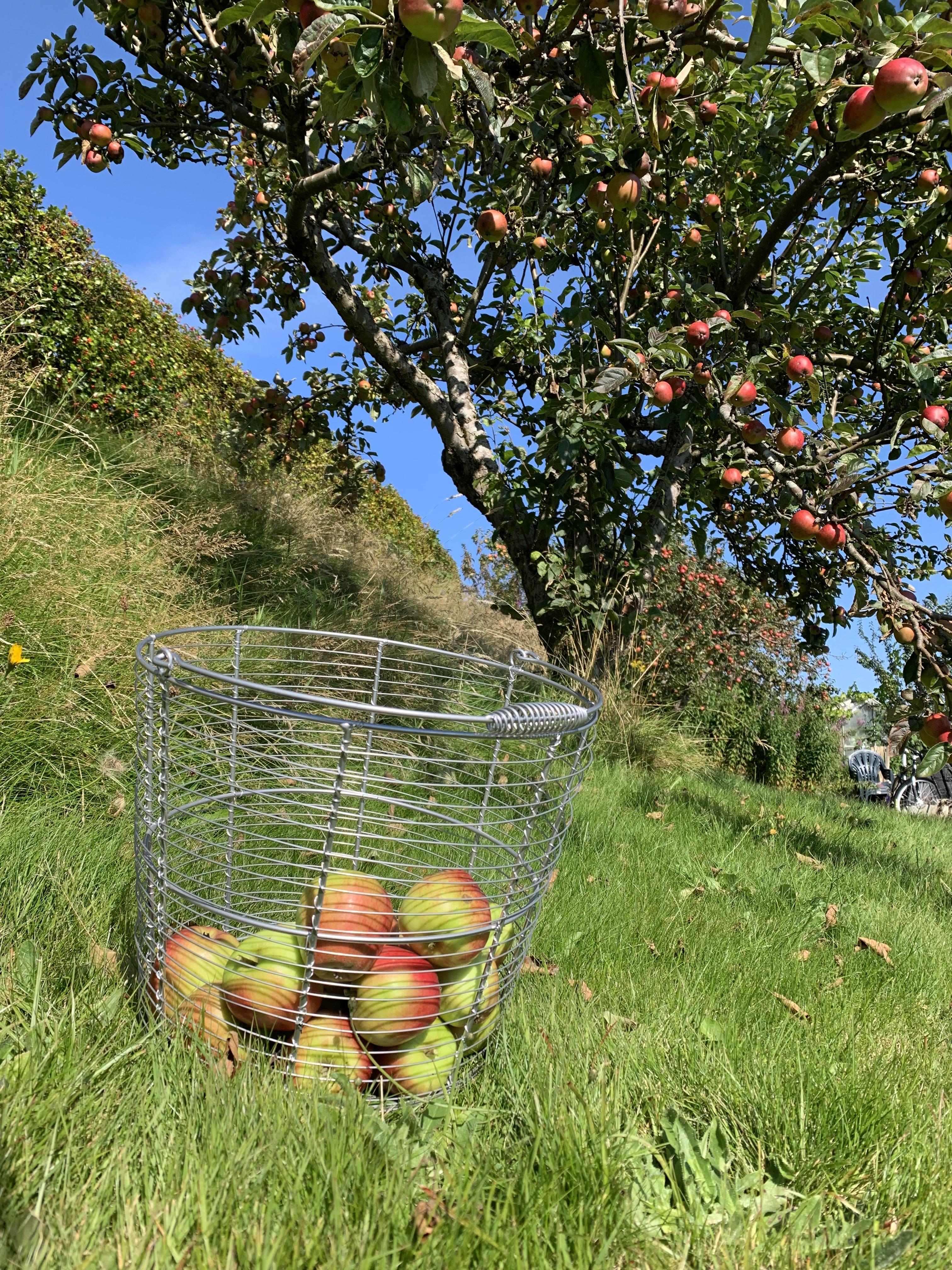 Illustrasjonsfoto eplehøst